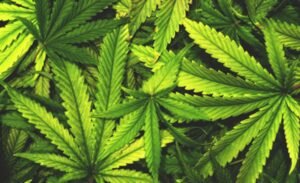 Navigating-tax-liabilities-for-cannabis-businesses: A-Guide-to-Filing-with-Confidence