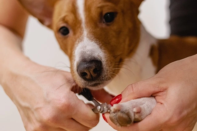 Clipping the nails of the Dog as part of dog grooming service