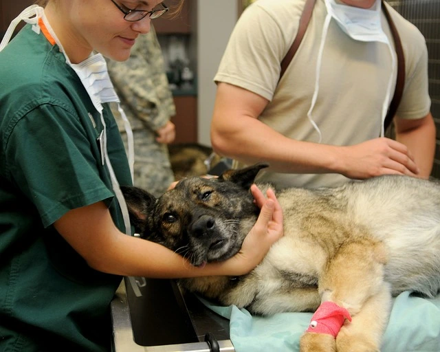 Doctor taking care of a dog in a veterinary practice