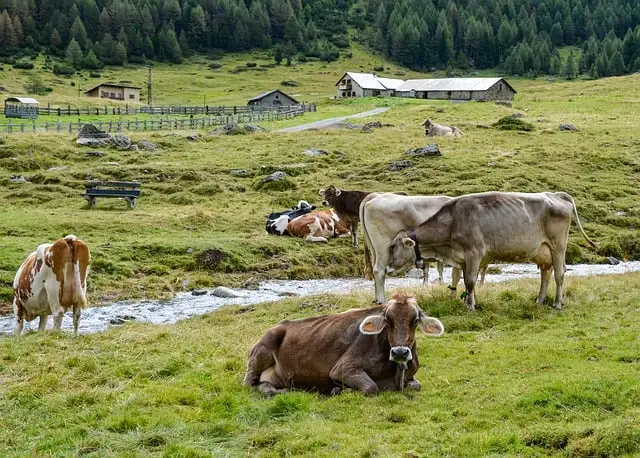 cows-in-the-pastures-of-an-animal-farm cows in the pastures of an animal farm