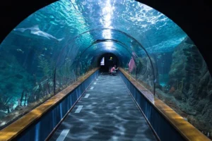man doing cleaning in a shark tunnel aquarium