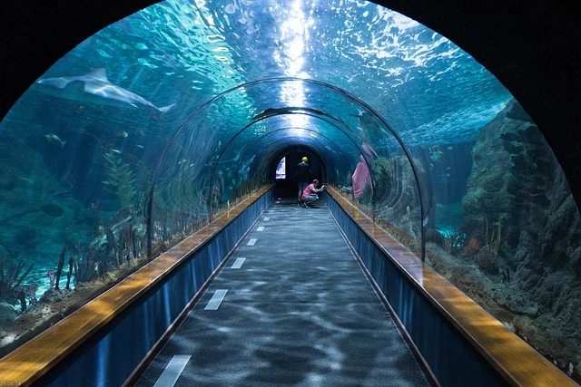 man doing cleaning in a shark tunnel aquarium