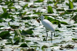 little egret in a wildlife conservation