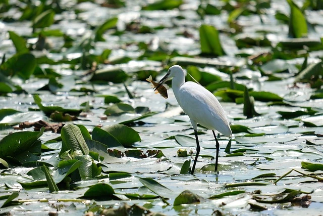 little-egret-in-a-wildlife-conservation- little egret in a wildlife conservation