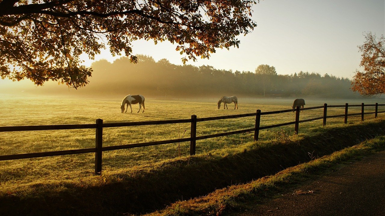 horses grazing in a ranch