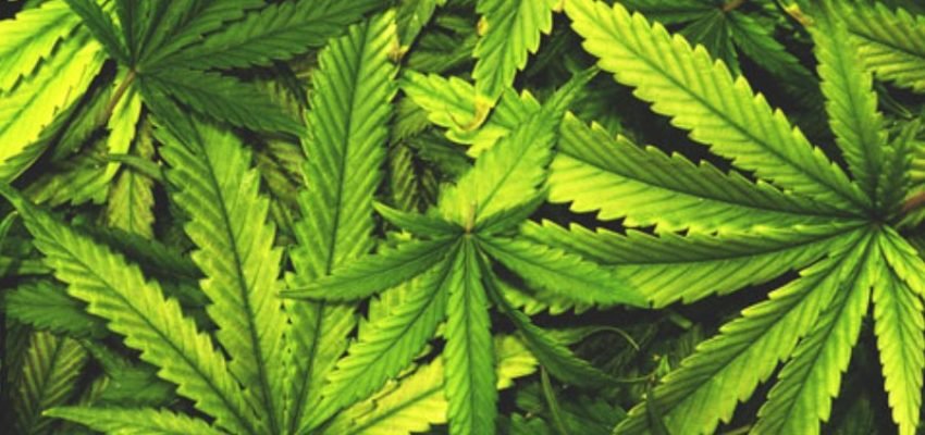 Navigating-tax-liabilities-for-cannabis-businesses: A-Guide-to-Filing-with-Confidence