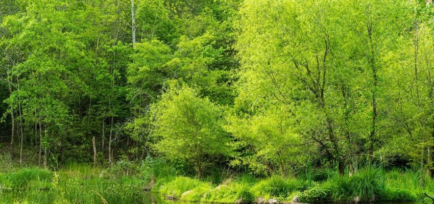 Conservation land