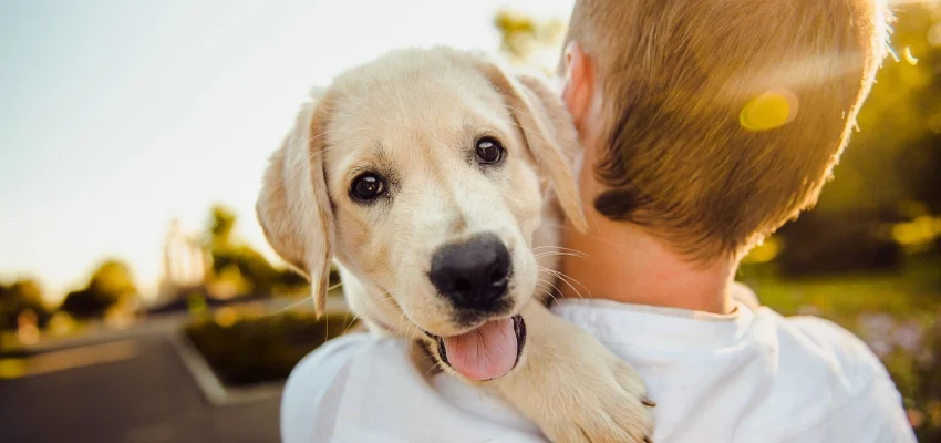 happy dog with child