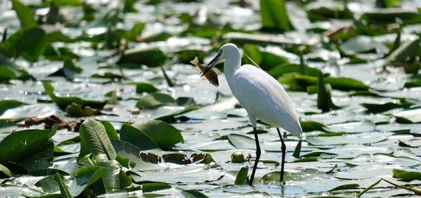 little egret in a wildlife conservation