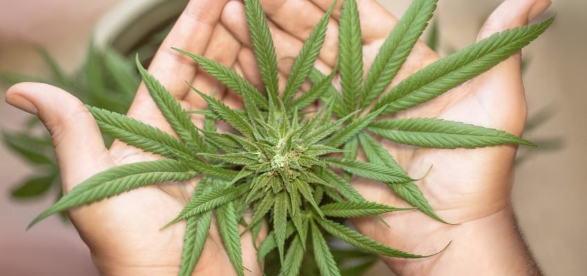 marijuana-leaf