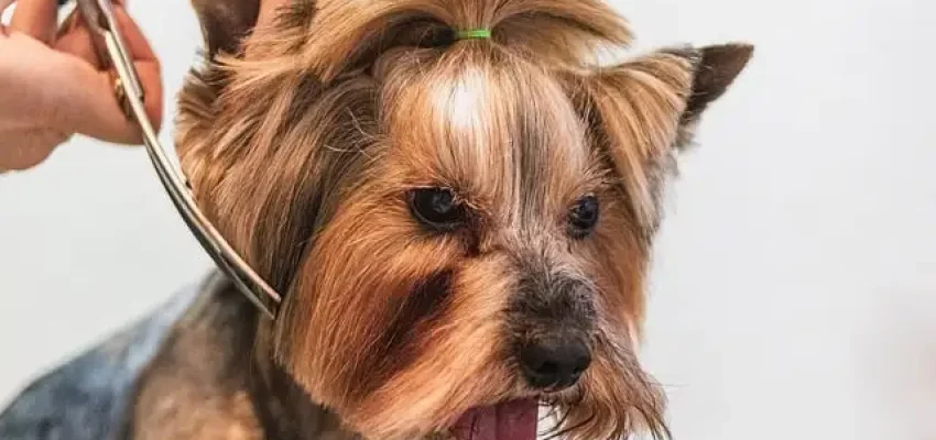 cutting a dog's hair in a pet grooming business