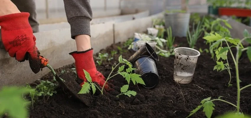 urban farming on rooftop